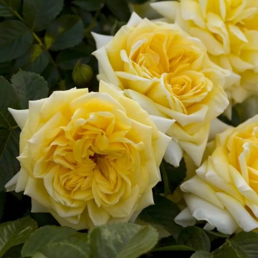 Giallo - Rosa - Nadia® Meillandecor® - Produzione e vendita on line di rose da giardino