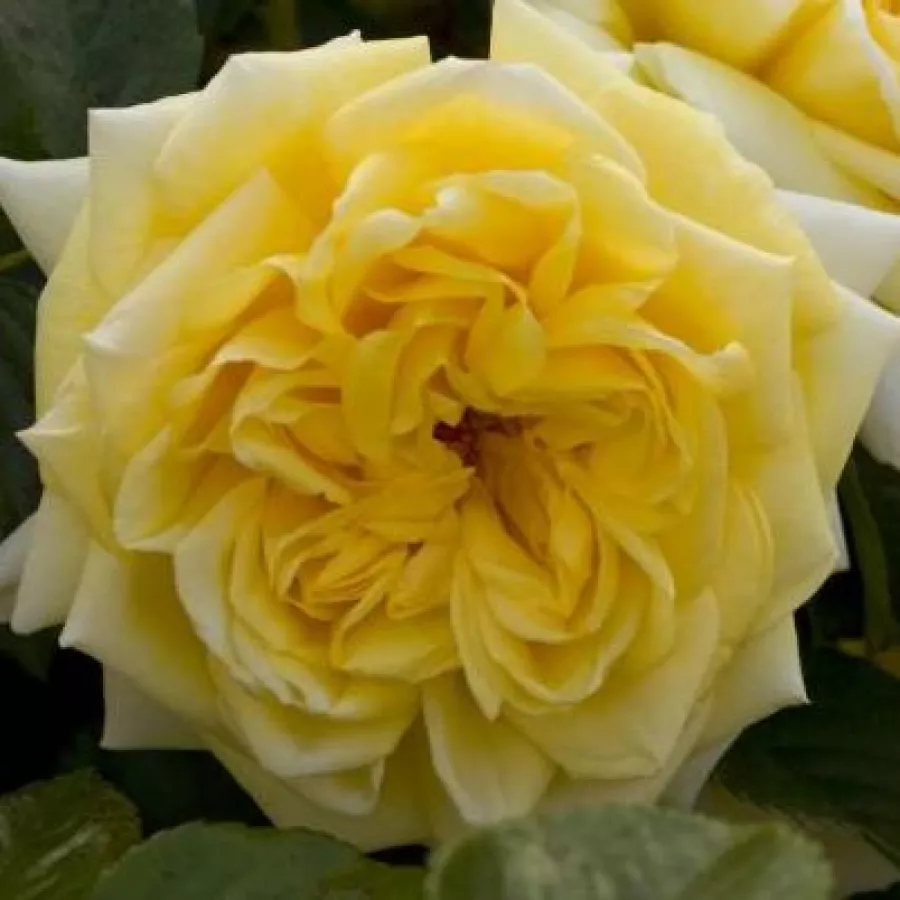 Ground cover - Rosa - Nadia® Meillandecor® - Produzione e vendita on line di rose da giardino