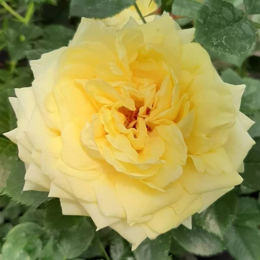Sárga - Rózsa - Nadia® Meillandecor® - Kertészeti webáruház
