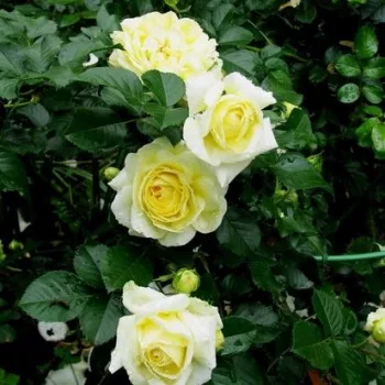Rosa Nadia® Meillandecor® - galben - trandafiri pomisor - Trandafir copac cu trunchi înalt – cu flori tip trandafiri englezești