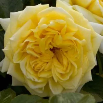 Ruže - online - koupit - stromčekové ruže - Stromkové ruže s kvetmi anglických ruží - žltá - Nadia® Meillandecor® - stredne intenzívna vôňa ruží - pižmo