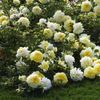 Žuta - ruža pokrivačica tla - umjereno mirisna ruža - mošusna aroma