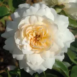 Sárga - virágágyi floribunda rózsa - Online rózsa vásárlás - Rosa Nadine Xella-Ricci™ - intenzív illatú rózsa - édes aromájú