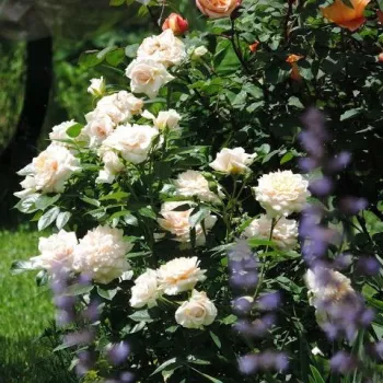 Krémszínű - virágágyi floribunda rózsa - intenzív illatú rózsa - édes aromájú