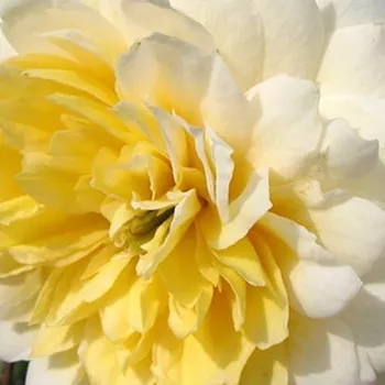 Rózsa kertészet - sárga - virágágyi floribunda rózsa - Nadine Xella-Ricci™ - intenzív illatú rózsa - édes aromájú - (80-100 cm)