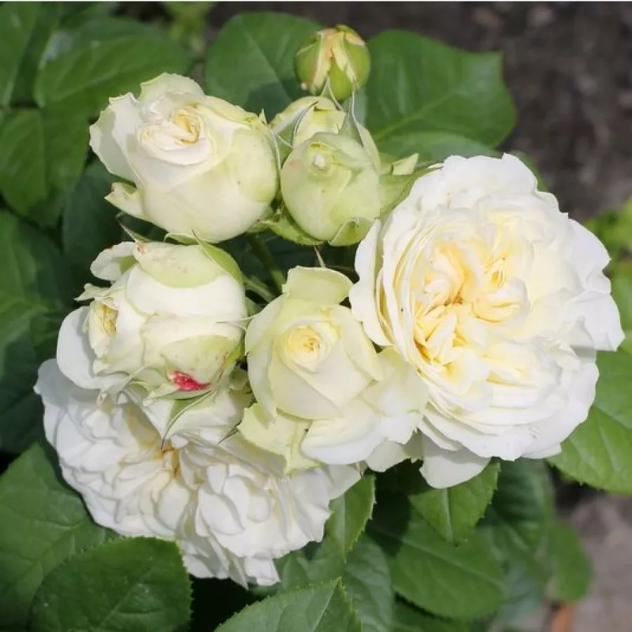 żółty - Róża - Nadine Xella-Ricci™ - Szkółka Róż Rozaria