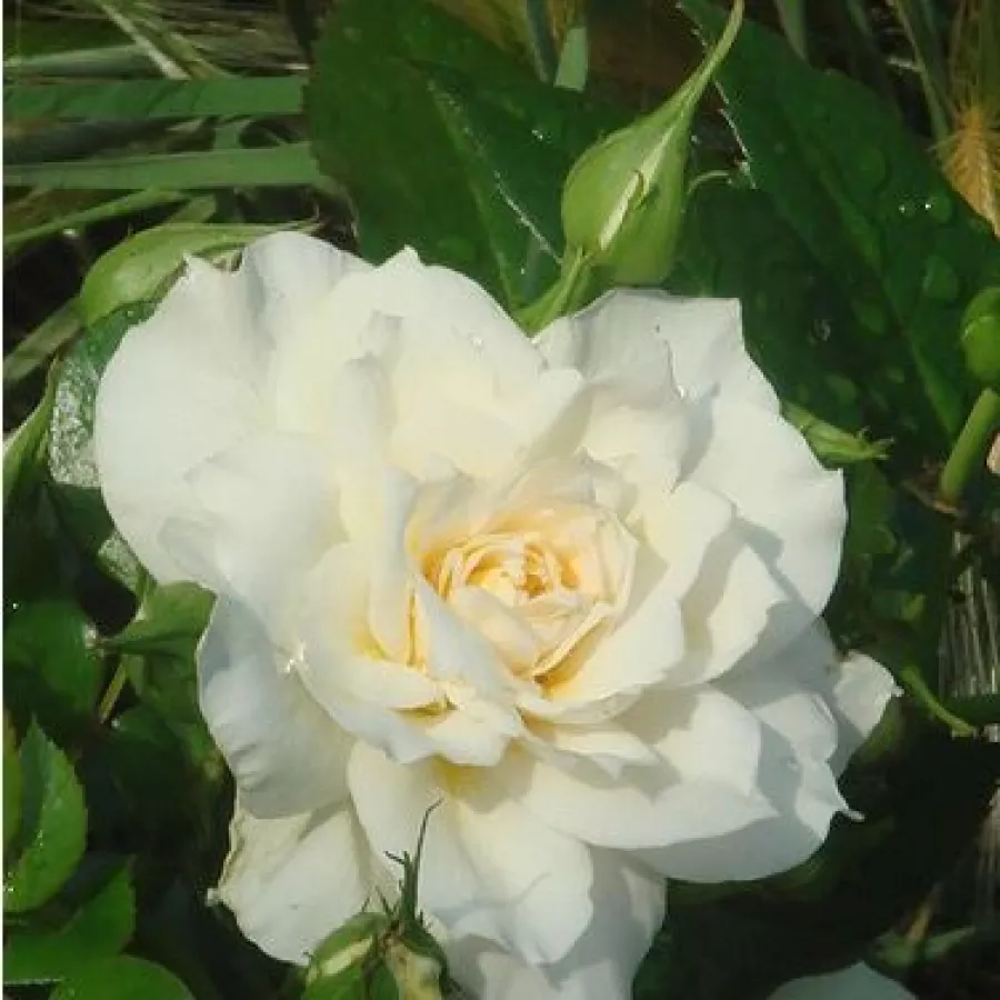 Rosier haute tige - Fleurs groupées en bouquet - Rosier - Nadine Xella-Ricci™ - 