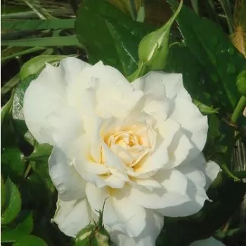 Rosa Nadine Xella-Ricci™ - jaune - Fleurs groupées en bouquet - rosier à haute tige - buissonnant