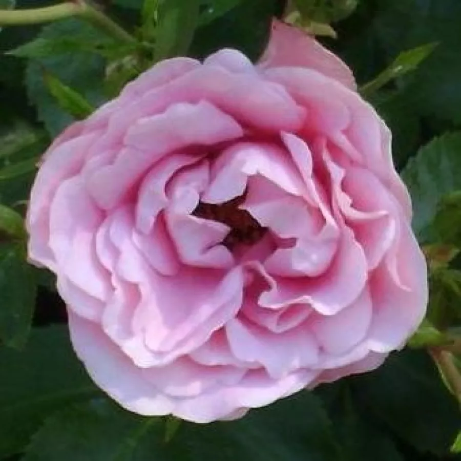 Róże rabatowe grandiflora - floribunda - Róża - Nagyhagymás - Szkółka Róż Rozaria