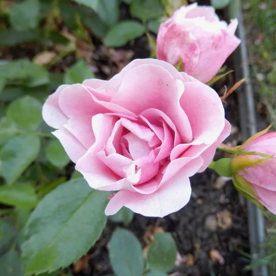 Rózsaszín - Rózsa - Nagyhagymás - Online rózsa rendelés