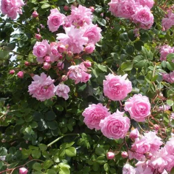 Roz deschis - Trandafiri Floribunda   (40-50 cm)