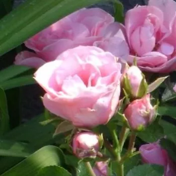 Rosa Nagyhagymás - roz - trandafiri pomisor - Trandafir copac cu trunchi înalt – cu flori tip trandafiri englezești