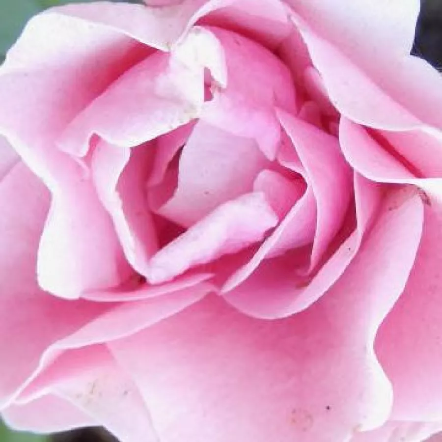 En grupo - Rosa - Nagyhagymás - rosal de pie alto