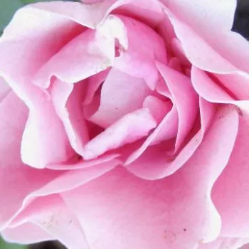 Online rózsa rendelés  - magastörzsű rózsa - angolrózsa virágú - rózsaszín - Nagyhagymás - nem illatos rózsa