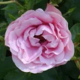 Ružičasta - bez mirisna ruža - Floribunda ruže - Rosa Nagyhagymás