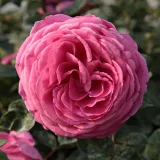Róża nostalgie - różowy - róża z intensywnym zapachem - Rosa Naomi™ - Szkółka Róż Rozaria
