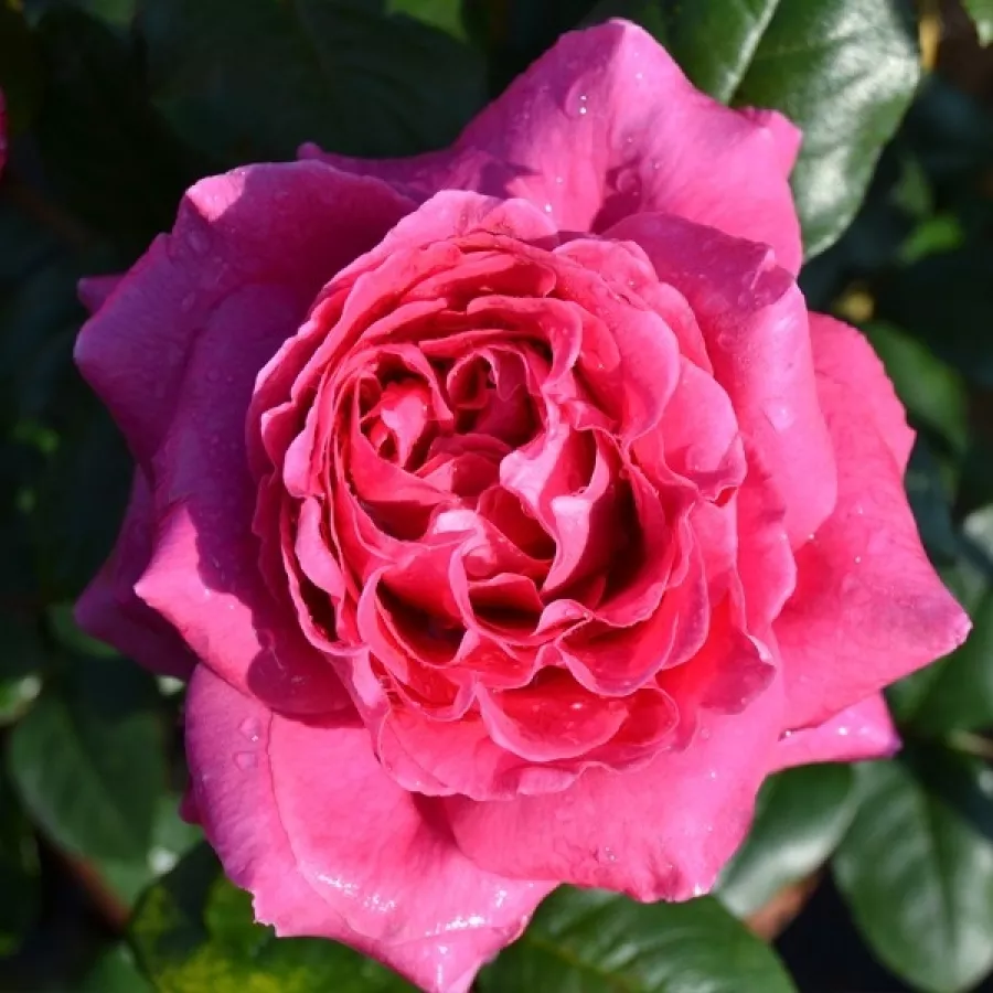 Różowy - Róża - Naomi™ - Szkółka Róż Rozaria