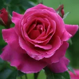 Ružová - stromčekové ruže - Rosa Naomi™ - intenzívna vôňa ruží - aróma