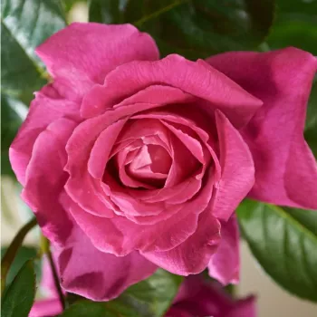 Rosa oscuro - árbol de rosas inglés- rosal de pie alto - rosa de fragancia intensa - anís