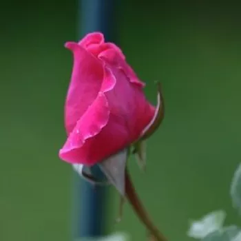 Rosa Naomi™ - roz - trandafiri pomisor - Trandafir copac cu trunchi înalt – cu flori tip trandafiri englezești