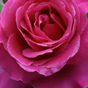 Online rózsa kertészet - angolrózsa virágú- magastörzsű rózsafa  - rózsaszín - Naomi™ - intenzív illatú rózsa - ánizs aromájú