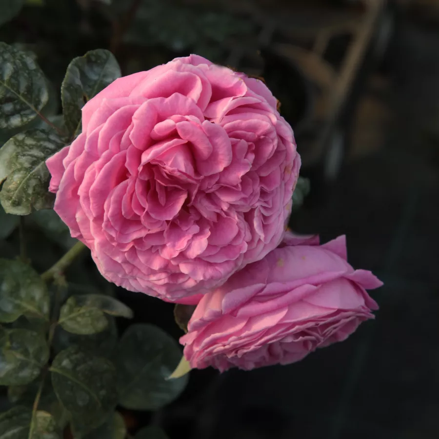 Nostalgické růže - Růže - Naomi™ - prodej růží eshop