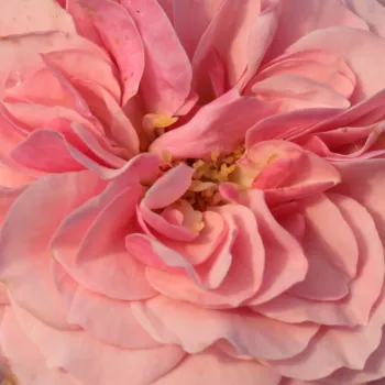 Online rózsa vásárlás - rózsaszín - virágágyi floribunda rózsa - Árpád-házi Prágai Szent Ágnes - diszkrét illatú rózsa - vanilia aromájú - (120-180 cm)