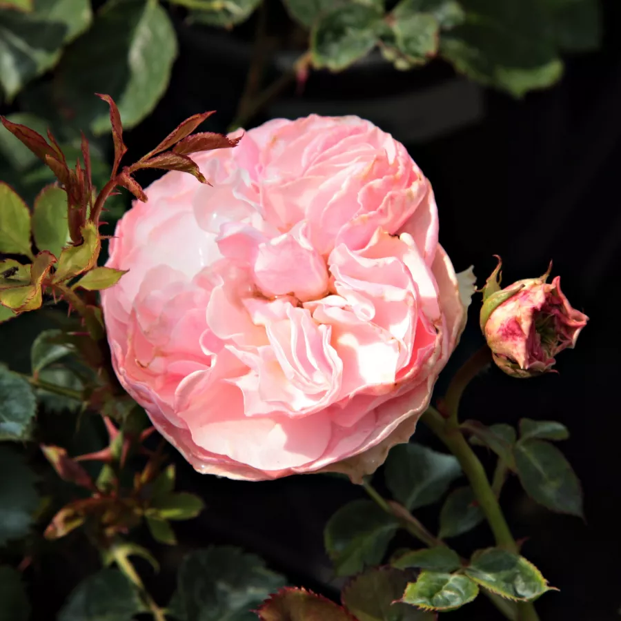 Rózsaszín - Rózsa - Árpád-házi Prágai Szent Ágnes - Online rózsa rendelés