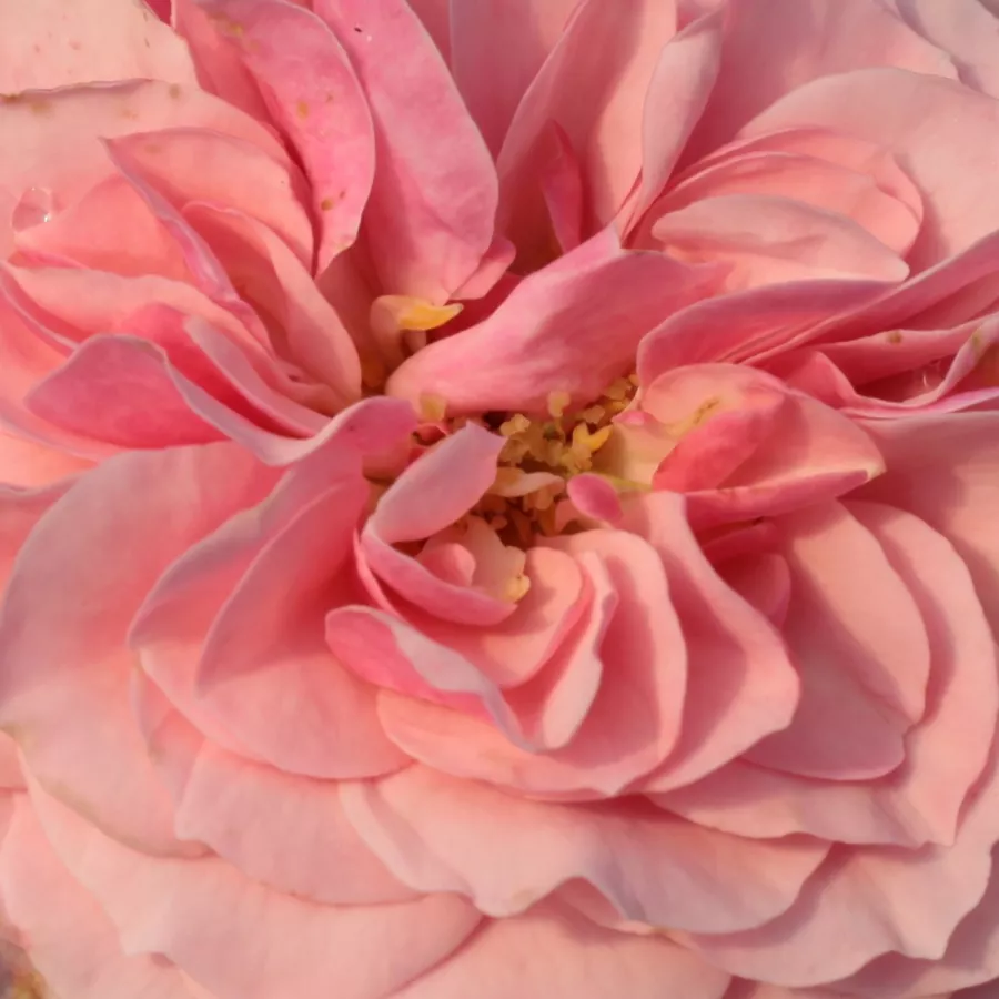 Floribunda - Rosa - Árpád-házi Prágai Szent Ágnes - Comprar rosales online