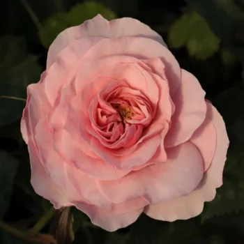 Rosa Árpád-házi Prágai Szent Ágnes - rosa - Árbol de Rosas Híbrido de Té - rosal de pie alto- forma de corona tupida