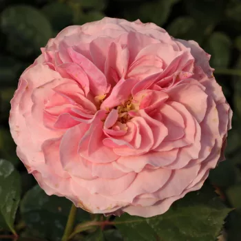 Világos rózsaszín - virágágyi floribunda rózsa - diszkrét illatú rózsa - vanilia aromájú