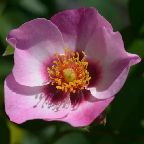 Persian Dawn