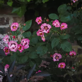 PERSIAN DAWN – pink-lila futó rózsa - Vissers