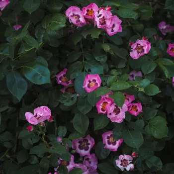 Élénk pink szirmok lila árnyalattal, kontrasztos fehér szemmel és aranysárga porzókkal. - climber, futó rózsa - enyhe, visszafogott illatú rózsa - diszkrét, könnyed aromájú