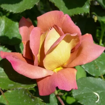 BROWNIE – narancsvörös virágágyi floribunda rózsa - Boerner