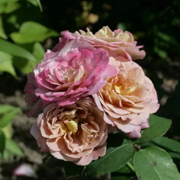 Meleg, vöröses árnyalatú barna, amely a sziromszéleken kissé sötétebb. - virágágyi floribunda rózsa - közepes erősségű, jól érezhető illatú rózsa - meleg, fűszeres aromájú