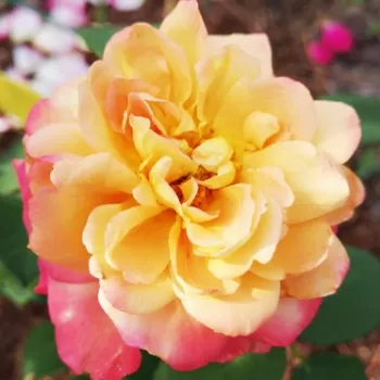 Online rózsa kertészet - narancsvörös - közepes erősségű, jól érezhető illatú rózsa - Brownie - virágágyi floribunda rózsa - (60-80 cm)
