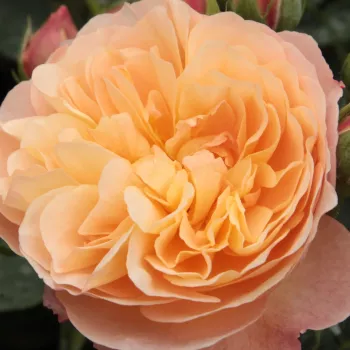 Rózsa kertészet - narancssárga - nosztalgia rózsa - Natalija™ - diszkrét illatú rózsa - pézsma aromájú - (60-70 cm)