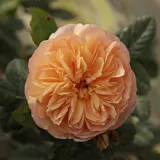 Nostalgična ruža - naranča - diskretni miris ruže - Rosa Natalija™ - Narudžba ruža