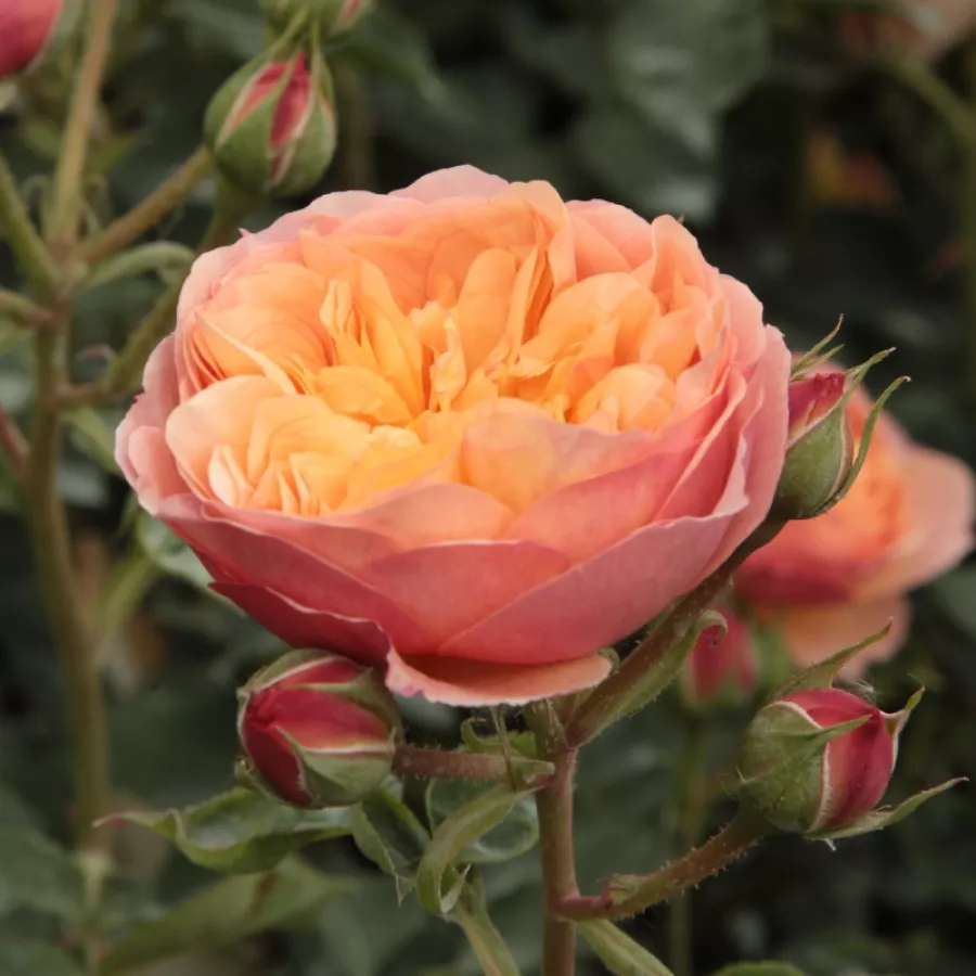 Arancia - Rosa - Natalija™ - Produzione e vendita on line di rose da giardino