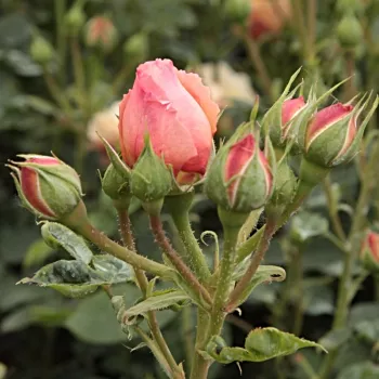 Rosa Natalija™ - orange - nostalgische rosen