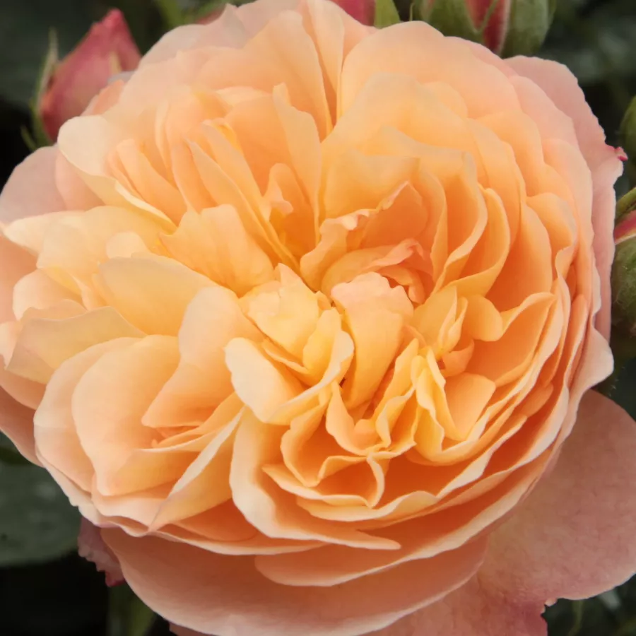 Romantica, Shrub - Rosa - Natalija™ - Produzione e vendita on line di rose da giardino