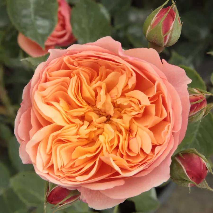 Naranja - Rosa - Natalija™ - rosal de pie alto