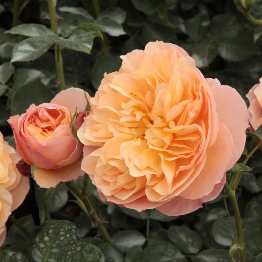 PhenoGeno Roses - Rosa - Natalija™ - rosal de pie alto