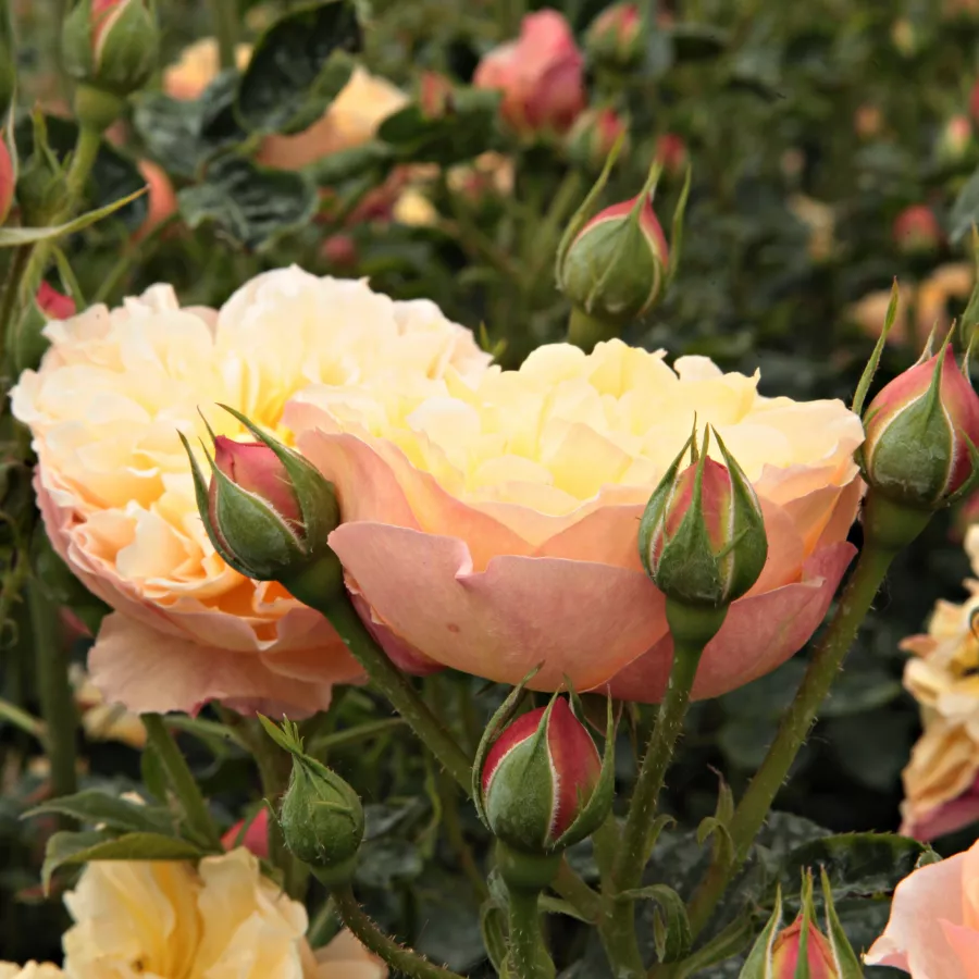 Róża pienna - Róże pienne - z kwiatami róży angielskiej - Róża - Natalija™ - 