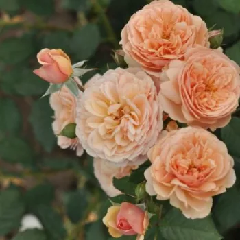 Naranja con tonos melocotón - árbol de rosas inglés- rosal de pie alto - rosa de fragancia discreta - almizcle