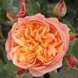 Stromčekové ruže - oranžový - Rosa Natalija™ - mierna vôňa ruží - pižmo