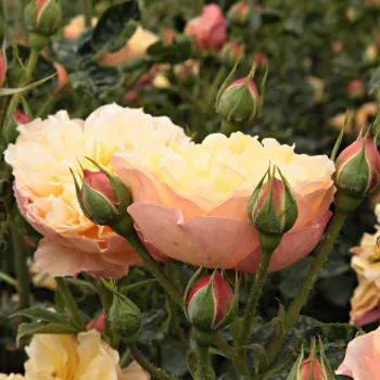 Rosa Natalija™ - oranžová - stromkové růže - Stromkové růže s květy anglických růží