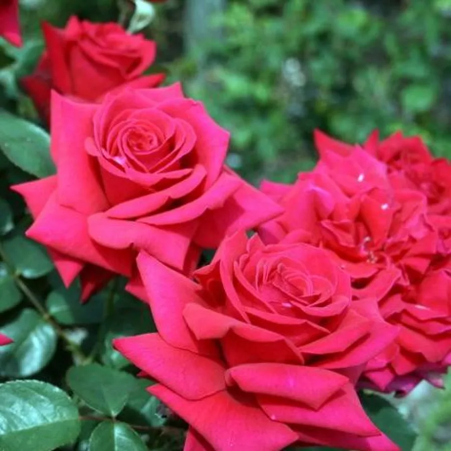 Czerwony - Róża - National Trust - Szkółka Róż Rozaria