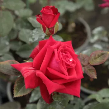 Rosa National Trust - roșu - trandafiri pomisor - Trandafir copac cu trunchi înalt – cu flori teahibrid